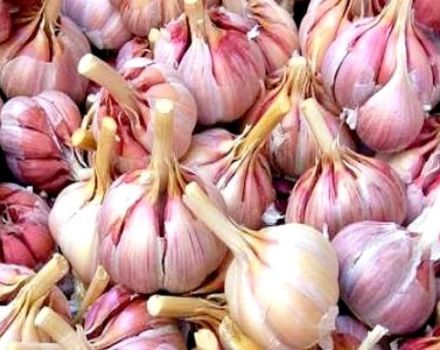 Description of the variety of winter garlic Gribovsky, features of cultivation and care