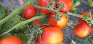 Penerangan mengenai varieti tomato Lagidny, ciri-cirinya