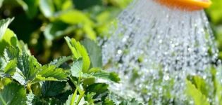 How often should strawberries be watered during berry ripening and fruiting