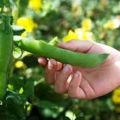 TOP 30 best varieties of pea seeds with descriptions and characteristics