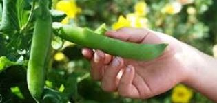 TOP 30 best varieties of pea seeds with descriptions and characteristics