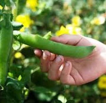 TOP 30 best varieties of pea seeds with descriptions and characteristics