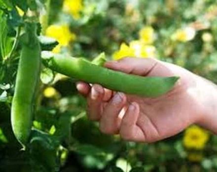 TOP 30 best varieties of pea seeds with descriptions and characteristics