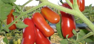 Caractéristiques et description de la variété de tomate Gnome gai, son rendement