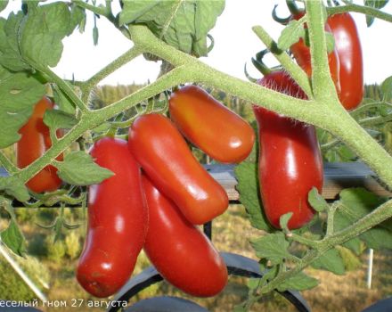 Caractéristiques et description de la variété de tomate Gnome gai, son rendement