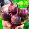 Description of the Pablo beet variety, cultivation and care features