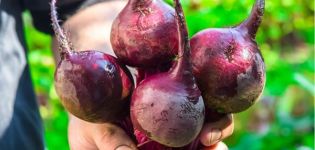 Description of the Pablo beet variety, cultivation and care features