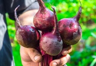 Descripción de la variedad de remolacha Pablo, características de cultivo y cuidado