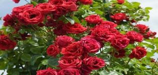 Description et caractéristiques d'une rose grimpante de la variété Sympathy, plantation et entretien