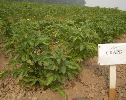 Descripción de la variedad de papa Scarb, características de cultivo y cuidado.