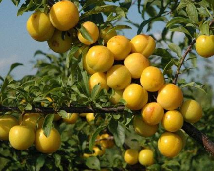 Description of the best varieties of plums for the Urals, their planting and care