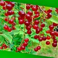 Description and characteristics of Cerepadus, useful properties of a hybrid of cherry and bird cherry, planting and care