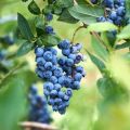 Description and characteristics of the Elizabeth blueberry variety, planting rules and care