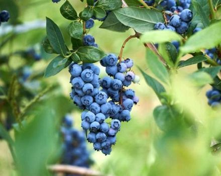 Description et caractéristiques de la variété de myrtille Elizabeth, règles de plantation et entretien