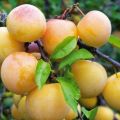 Description of plum varieties Yakhontova, pollinators, cultivation and care