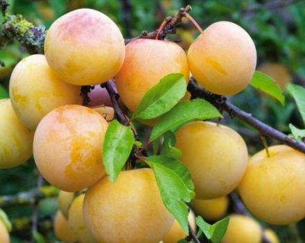 Description of plum varieties Yakhontova, pollinators, cultivation and care