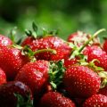 Agrotécnica de la plantación de fresas en camas altas según la tecnología de cultivo finlandesa