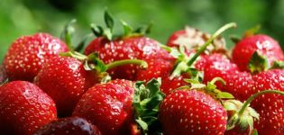 Agroteknik menanam strawberi di tempat tidur tinggi mengikut teknologi penanaman Finland