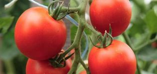 Descripción de la variedad de tomate Tornado, sus características y rendimiento