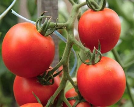 Description of the Tornado tomato variety, its characteristics and yield