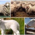 Description and characteristics of the sheep of the Askanian breed, the rules for their maintenance