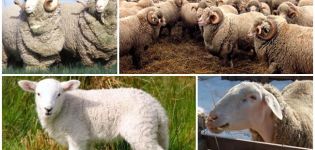 Description and characteristics of the Askanian sheep breed, the rules for their maintenance