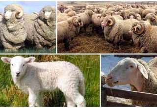 Description et caractéristiques de la race ovine Askanian, les règles de leur entretien