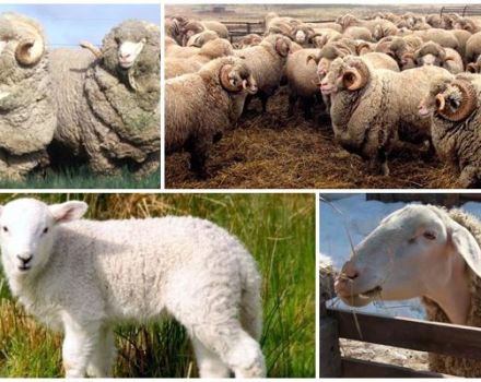 Description et caractéristiques de la race ovine Askanian, les règles de leur entretien