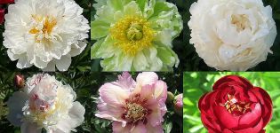 Description du TOP 50 des meilleures et nouvelles variétés de pivoines avec des caractéristiques