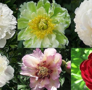 Description du TOP 50 des meilleures et nouvelles variétés de pivoines avec des caractéristiques