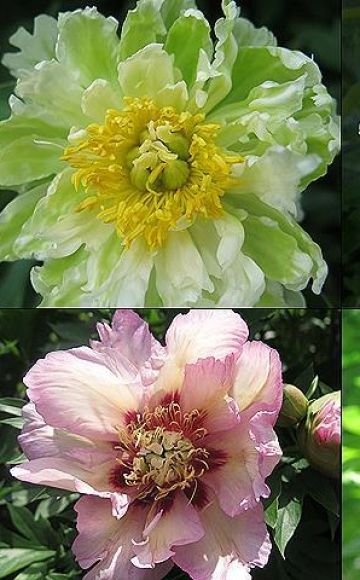 Penerangan TOP 50 jenis peonies terbaik dan baru dengan ciri