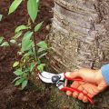 Cara melawan dan menyingkirkan ceri di kebun di laman web ini selamanya dengan tangan anda sendiri