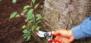 Comment se battre et se débarrasser des pousses de cerisier dans le jardin sur le site pour toujours de vos propres mains