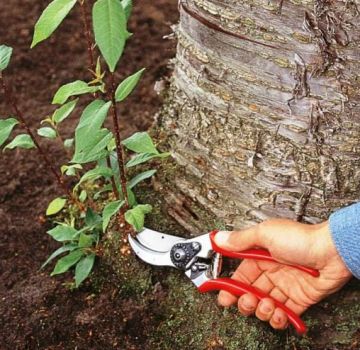 Wie man Kirschsprossen im Garten auf dem Gelände für immer mit eigenen Händen bekämpft und loswird