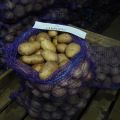 Description of the potato variety Aurora, features of cultivation and care