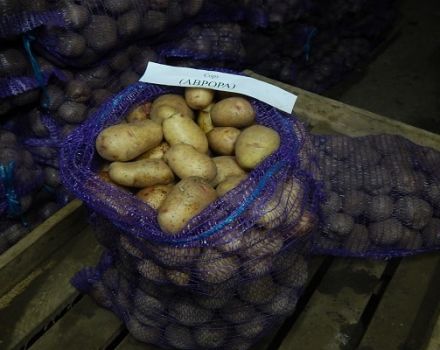 Descripción de la variedad de papa Aurora, características de cultivo y cuidado.