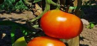 Description de la variété de tomate Dann, ses caractéristiques et sa culture