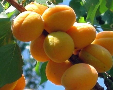 Description of the variety of apricots Kievskiy Early, characteristics of frost resistance and yield