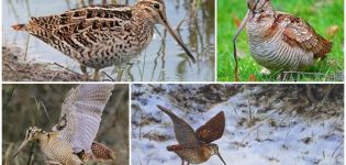 Quel est le type d'oiseau bécasse et à quoi il ressemble, les habitats et ce qu'ils mangent