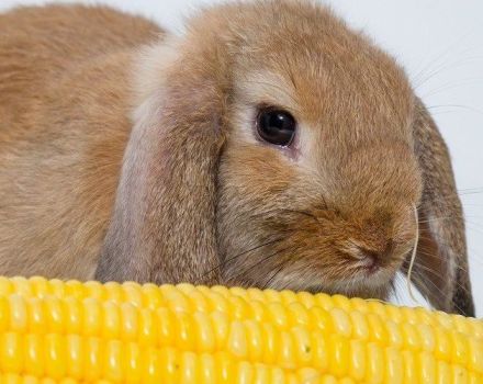 Maissin hyödyt ja haitat kaneille, kuinka sitä ruokitaan oikein ja missä muodossa