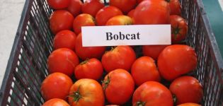 Caractéristiques et description de la variété de tomate Bobkat, son rendement