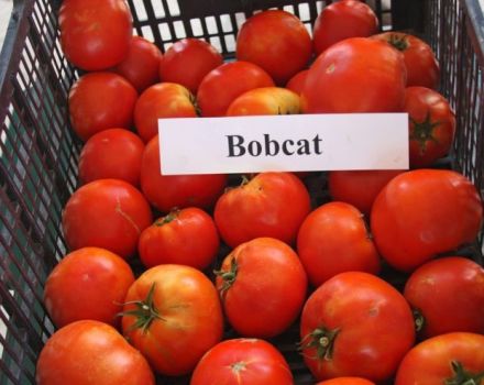 Characteristics and description of the Bobkat tomato variety, its yield