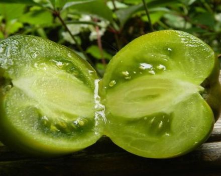 Description de la variété de tomate Princess Frog et de ses caractéristiques