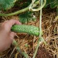 Description of the best varieties of cucumber resistant to powdery mildew