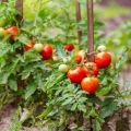 Instructions for the use of fungicides for tomatoes and selection criteria