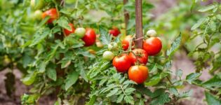 Arahan penggunaan racun kulat untuk tomato dan kriteria pemilihan