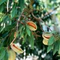 Descripción de variedades de almendras de tres lóbulos, tecnología de plantación y cuidado.