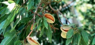 Descripción de variedades de almendras trilobuladas, tecnología de plantación y cuidado.