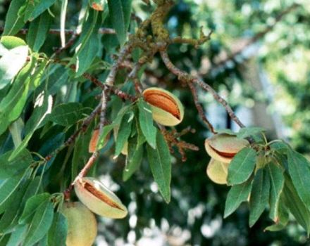 Description des variétés d'amandes à trois lobes, technologie de plantation et d'entretien