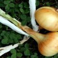 Step-by-step schemes for weaving onions into braids for storage and drying